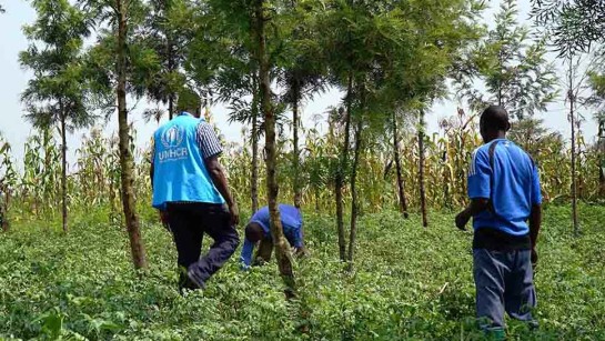 Projektet Gröna flyktingläger gör att flyktingar kan odla frukt, bär och grönsaker.