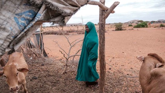 Hawa Ibrahim är på flykt med sina kor undan torkan i Etiopien.